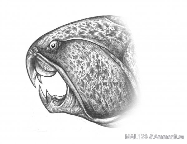 рыбы, Dunkleosteus, плакодермы, Placodermi, артродиры, fish
