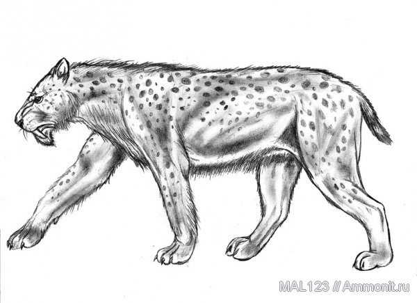 млекопитающие, кошачьи, Machairodus, махайроды