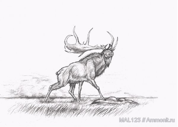 реконструкция, Megaloceros, парнокопытные, жвачные, Большерогий олень
