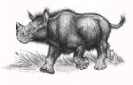 Детеныш  шерстистого  носорога