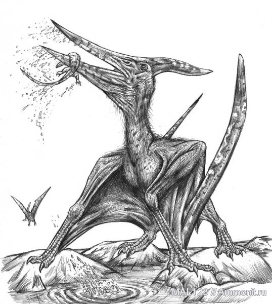 птерозавры, США, верхний мел, Pteranodon ingens, Pteranodon, Upper Cretaceous