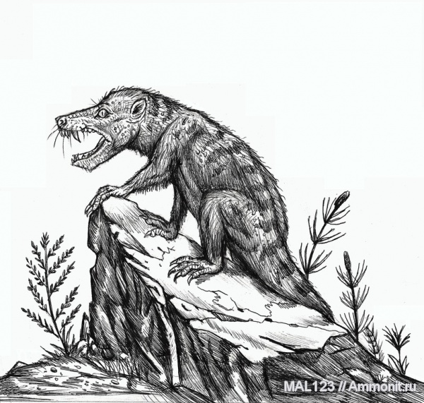 терапсиды, синапсиды, цинодонты, Dviniidae, Dvinia