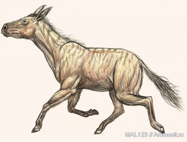 млекопитающие, непарнокопытные, гиппарионы, Hipparion