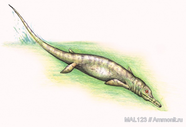 рептилии, ихтиозавры, диапсиды, Shatsasauridae, Cymbospondylus