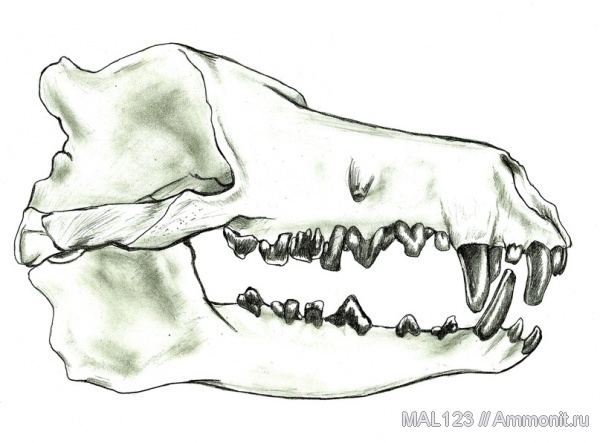 млекопитающие