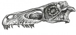 Экскиз черепа  Velociraptor osmolskae