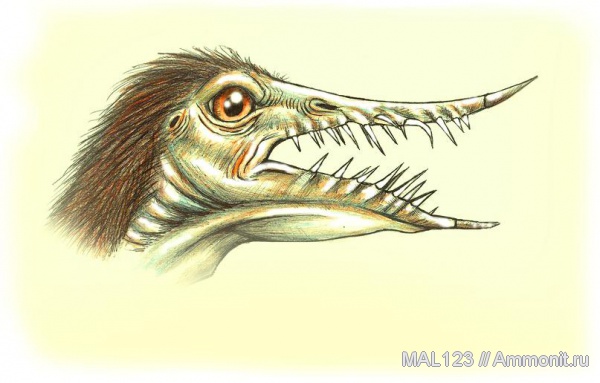 птерозавры, рамфоринхи, Rhamphorhynchus gemmingi, Rhamphorhynchus, Rhamphorhynchidae