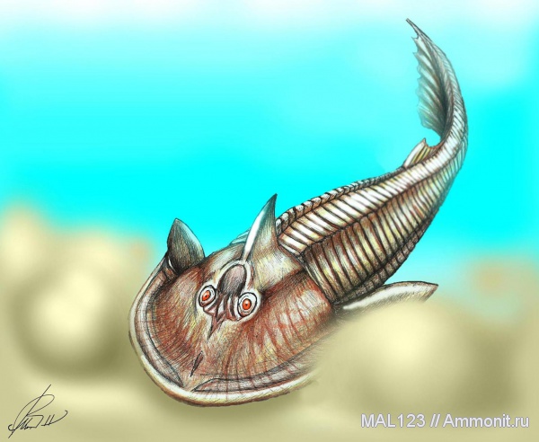 девон, Devonian, Agnatha, Cephalaspis, Heraspis, Ukrainaspis, Ukrainaspis kozlowskii