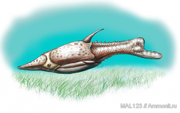 девон, Devonian, Heterostraci, Agnatha, Pteraspis, бесчелюстные рыбы