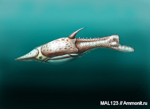 девон, Devonian, Heterostraci, Agnatha, Pteraspis, бесчелюстные рыбы