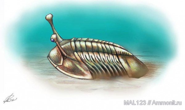 трилобиты, Asaphus, Asaphus kowalewskii