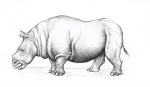 Chilotherium  (ручка)