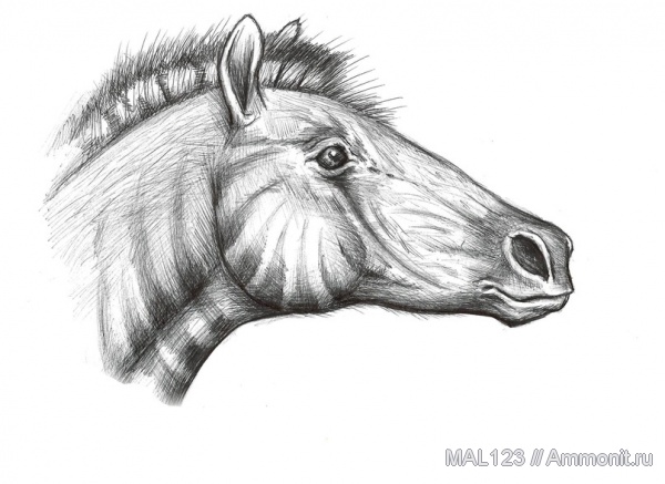 млекопитающие, непарнокопытные, гиппарионы, лошадеобразные, эволюция лошадей, Hipparion whitneyi