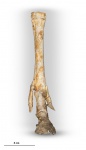 Скелет ноги  Hipparion