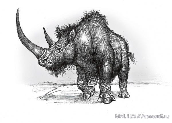 шерстистые носороги, носороги, реконструкция, Coelodonta, непарнокопытные