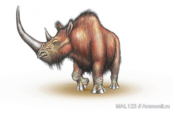 шерстистые носороги, носороги, реконструкция, Coelodonta, непарнокопытные
