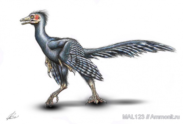 динозавры, орнитизация, перья, прижизненная окраска, Archaeopteryx, Archaeopteryx lithographica