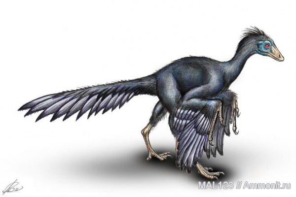 динозавры, орнитизация, перья, прижизненная окраска, Archaeopteryx, Archaeopteryx lithographica