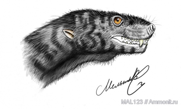 триас, тринаксодоны, цинодонты, Thrinaxodon  liorhinus, Thrinaxodon, Triassic