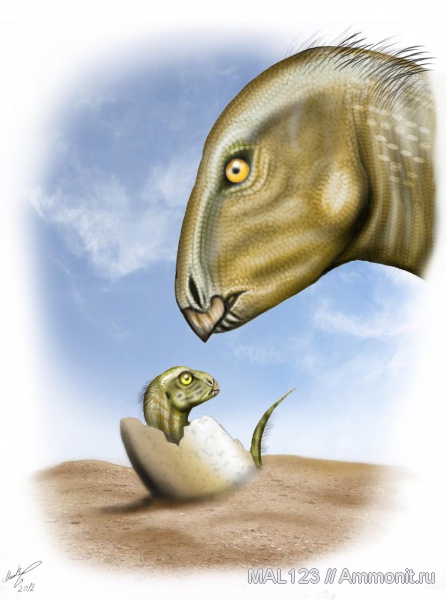 детеныши, Lycorhinus