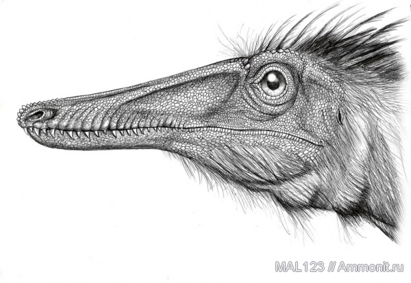 динозавры, Южная Америка, дромеозавры, Austroraptor