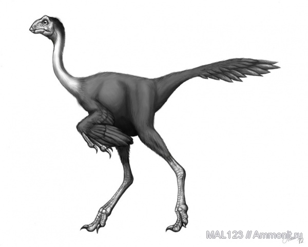 динозавры, Монголия, Avimimus portentosus