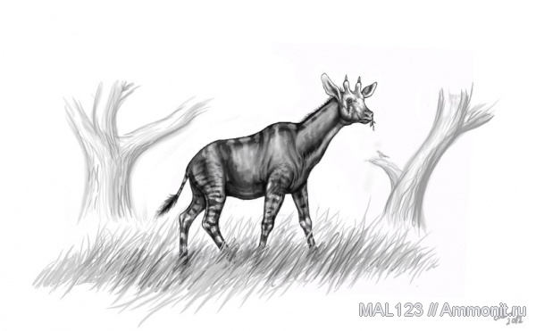 неоген, парнокопытные, Palaeotragus primaevus, Palaeotragus