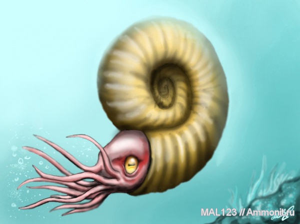 юра, волжский ярус, Lomonossovella, Lomonossovella lomonossovi, Epivirgatites nikitini, Volgian, Jurassic