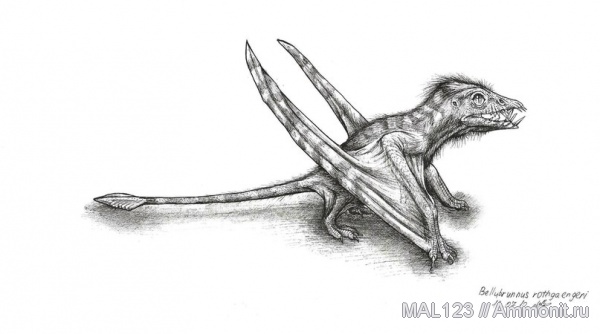 юра, птерозавры, кимеридж, рамфоринхи, Bellubrunnus rothgaengeri, Bellubrunnus, Rhamphorhynchidae, Kimmeridgian, Jurassic, Upper Jurassic