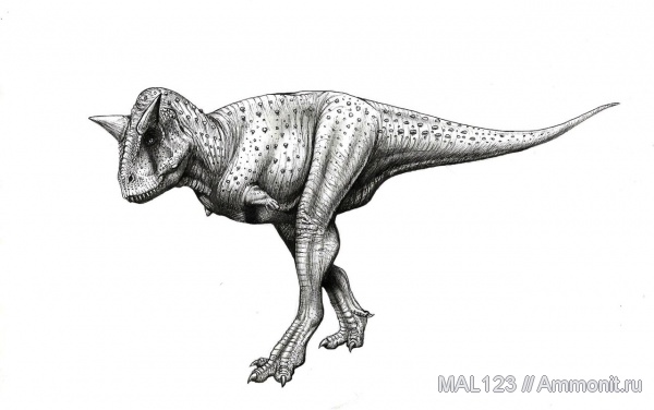 динозавры, Южная Америка, тероподы, Carnotaurus, Carnotaurus sastrei