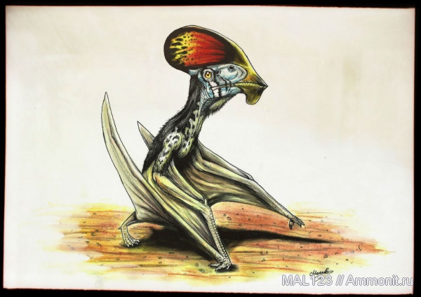 птерозавры, мезозой, Испания, Европа, Europejara, Europejara olcadesorum