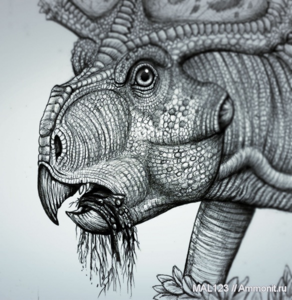 динозавры, Монголия, цератопсы, протоцератопсы, Protoceratops