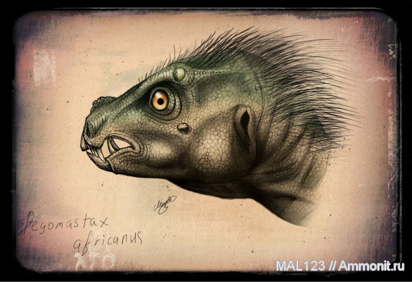 динозавры, гетеродонтозавры, Африка, Pegomastax africanus, Pegomastax