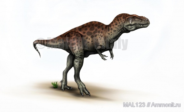 динозавры, Марокко, тероподы, Sauroniops pachytholus, Sauroniops, Carcharodontosauridae