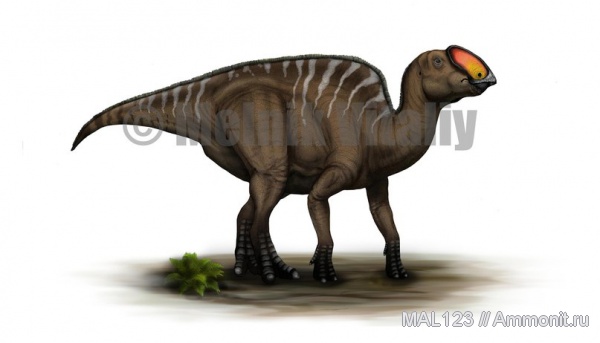 динозавры, орнитоподы, Latirhinus uitstlani, Latirhinus