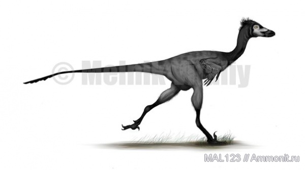 динозавры, тероподы, Unenlagia paynemili, дромеозавриды, Unenlagia