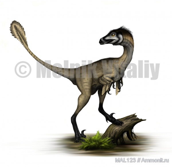 динозавры, тероподы, дромеозавриды, Mahakala omnogovae, Mahakala