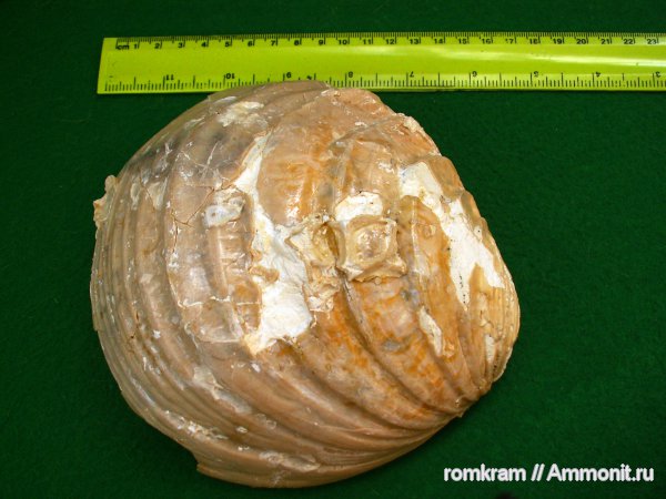 раковины, двустворки, Inoceramus