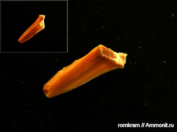 зубы, акулы, teeth, sharks