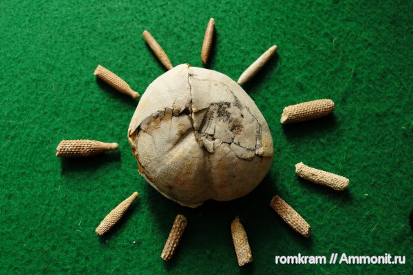 Micraster, Mikraster