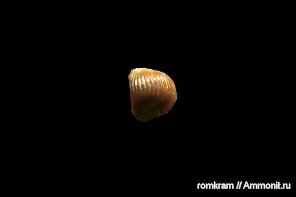 зубы, акулы, Ptychodus, teeth, sharks