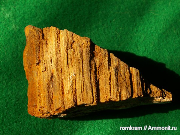 Окаменевшее дерево