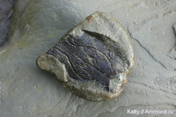 триас, амфибии, лабиринтодонты, Triassic