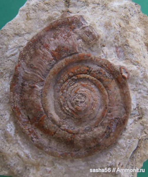 гастроподы, Гжель, Omphalotrochus, Omphalotrochus canaliculatus