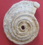 Omphalotrochus canaliculatus (Trd.)