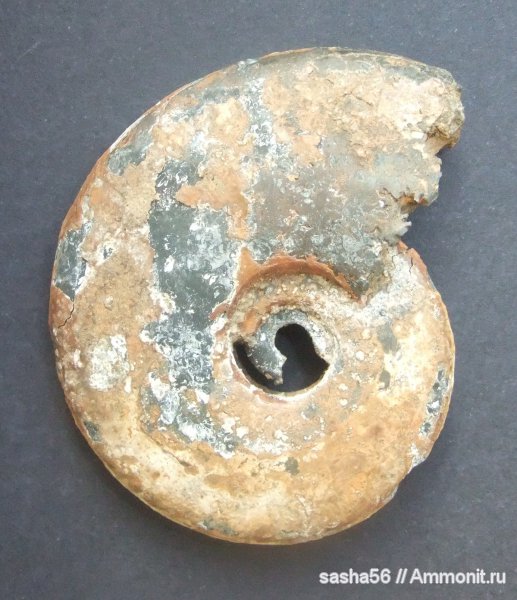 Brightia, Hecticoceratinae