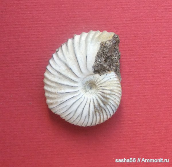 Pseudocadoceras, Cadoceratinae, Cardioceratidae, Pseudocadoceras novosemelicum