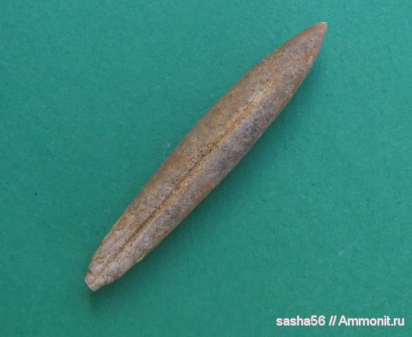 белемниты, Hibolithes, belemnites