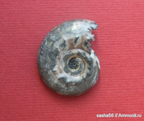 Brightia, Hecticoceras