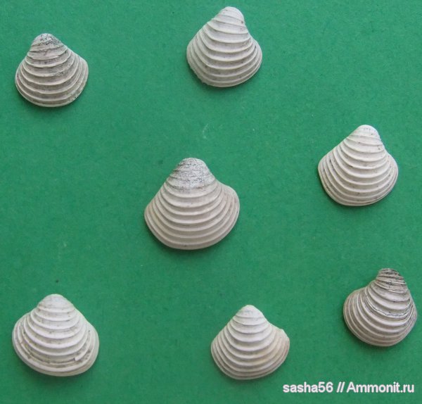 юра, Воскресенск, двустворчатые моллюски, Astarte, Astarte cordata, Trautscholdia, Trautscholdia cordata, Jurassic